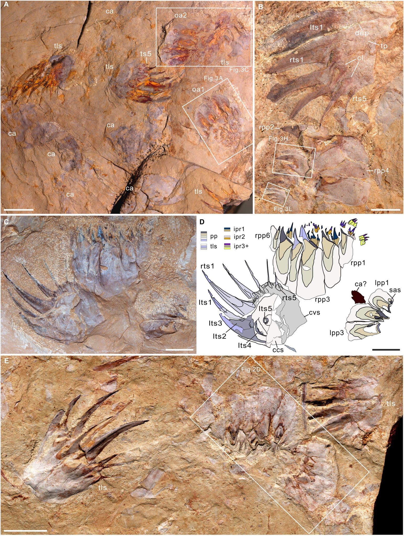 Образцы, показывающие расположение между когтеобразными структурами. A) Голотип, демонстрирующий два набора ротовых аппаратов, сохранившихся с четырьмя шипами и элементами тела. B) Правый ротовой аппарат голотипа с одним шипом. (C) и (D) Голотип и интерпретация (рисунок), показывающий ротовой аппарат с одним шипом. E) Голотип, демонстрирующий пару когтеобразных структур с ротовым аппаратом. Масштабные линейки представляют: 10 миллиметров (A, C-E); пять миллиметров (B) / ©️ Papers in Palaeontology, Wei Li et al.