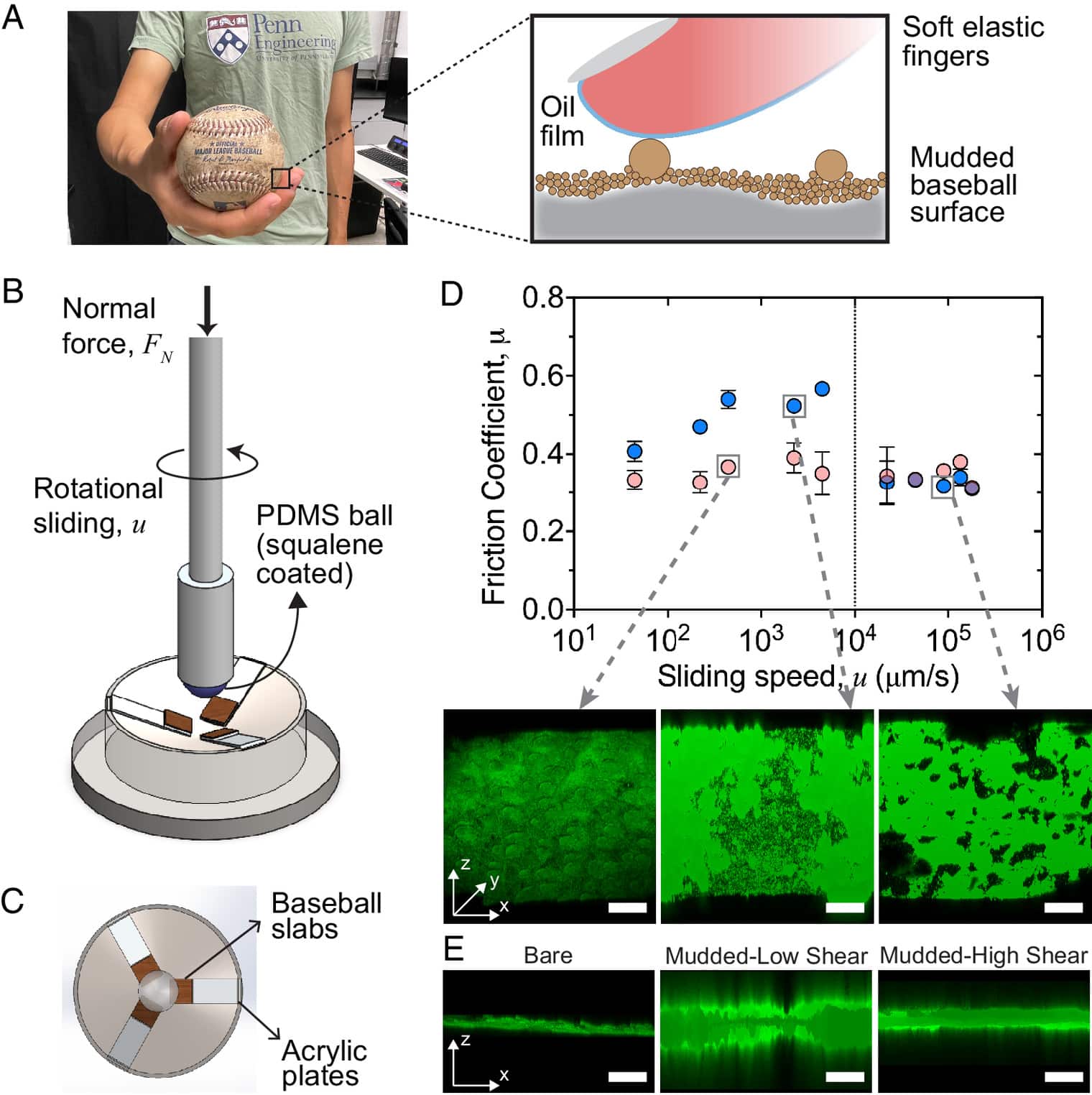 (A) Фотография человеческой руки, захватывающей поверхность бейсбольного мяча (слева), и реконструкция сцепления при увеличении (справа). (B) Прибор, настроенный для имитации захвата рукой поверхности бейсбольного мяча. Эксперименты проводятся при постоянной приложенной нормальной нагрузке. (C) Вид сверху установки с иллюстрацией вырезанных фрагментов из бейсбольной кожи, приклеенных к пластинам в нижнем модуле. (D) Изменение коэффициента трения в зависимости от приложенной скорости скольжения для сферы, имитирующей палец — в контакте с чистой (розовый) и загрязненной (синий) бейсбольной поверхностью / © Proceedings of the National Academy of Sciences, Shravan Pradeep et al.