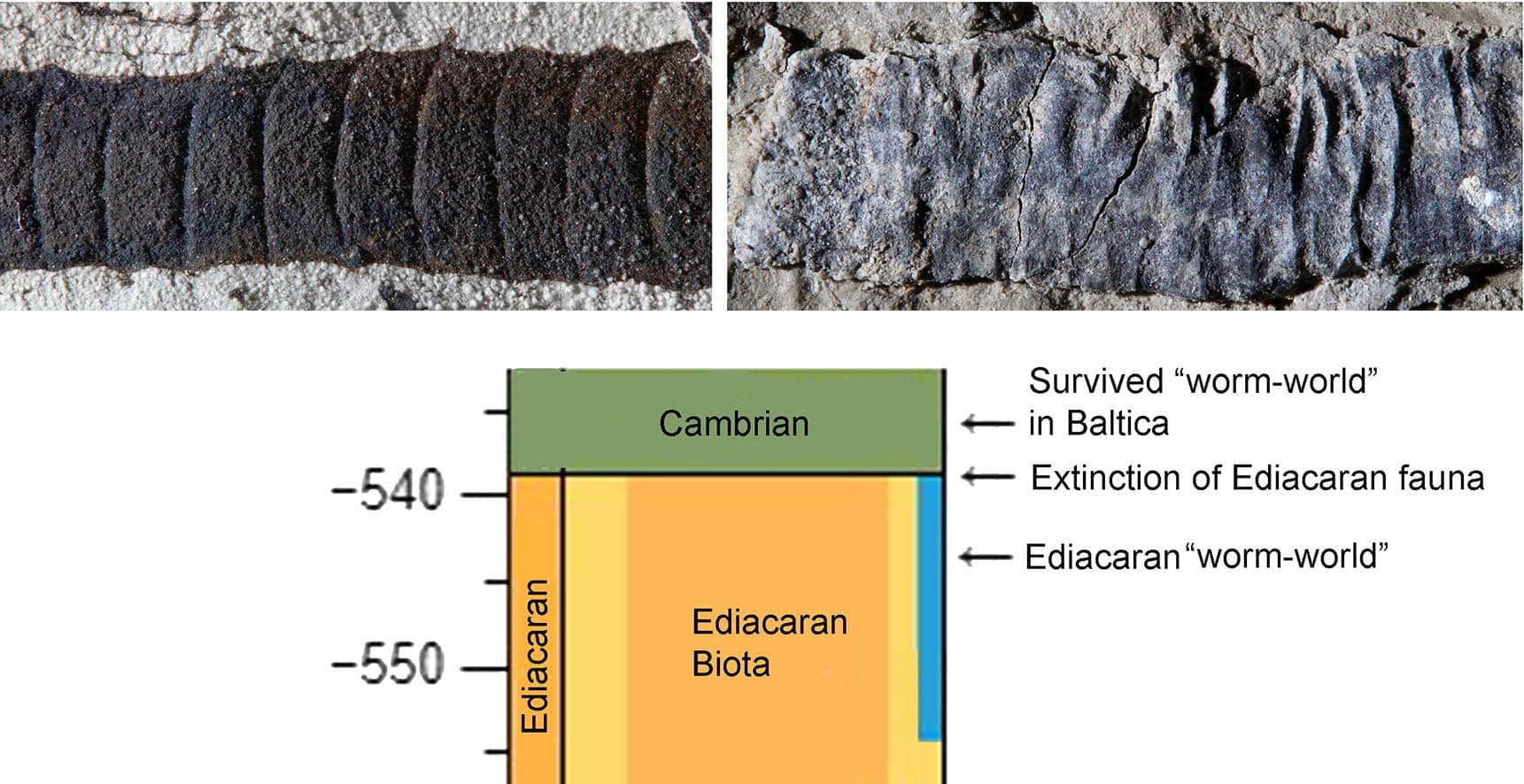 Эстонские конотубусы из кембрия и время их жизни / © sciencedirect.com, O. Vinn et al., 2024