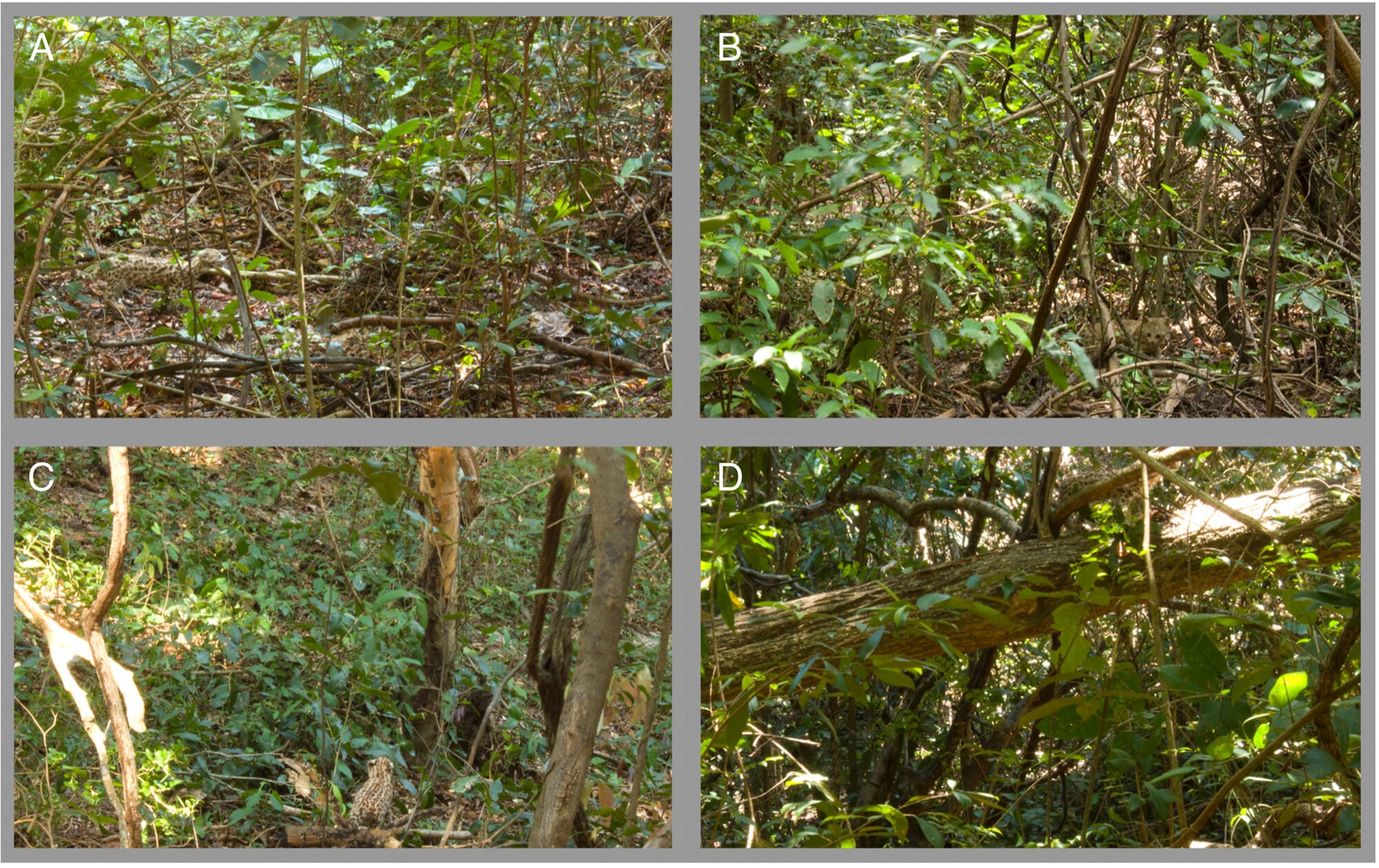 Фотографии чучел оцелотов на фоне леса. (A) Поза сбоку, модель хищника расположена в левой части сцены. (B) Поза спереди, модель расположена в правой нижней части сцены. (C) Поза сзади, модель расположена в нижней части изображения. (D) Скрытая поза, когда модель визуально загораживается стволом в верхней части сцены / © American Journal of Primatology, Pedro Z. de Moraes et al.