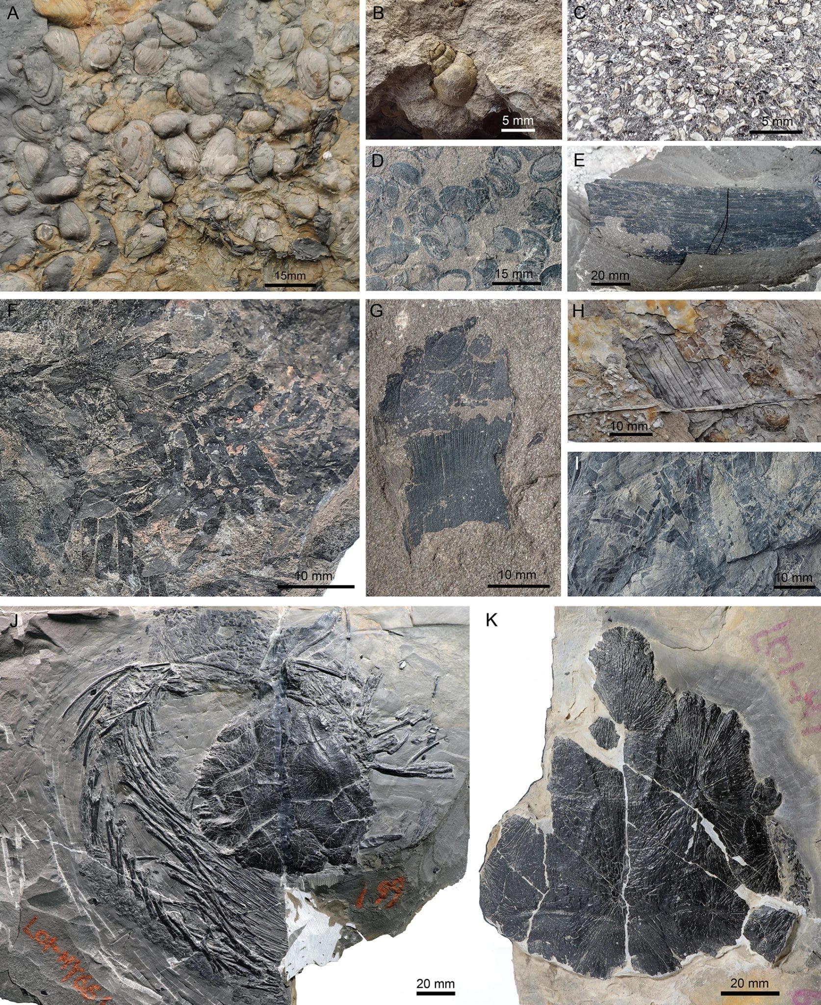 Беспозвоночные, растения и двоякодышащие рыбы из биоты Ючжоу / © Scientific Reports, Ting-Cong Ren et al.