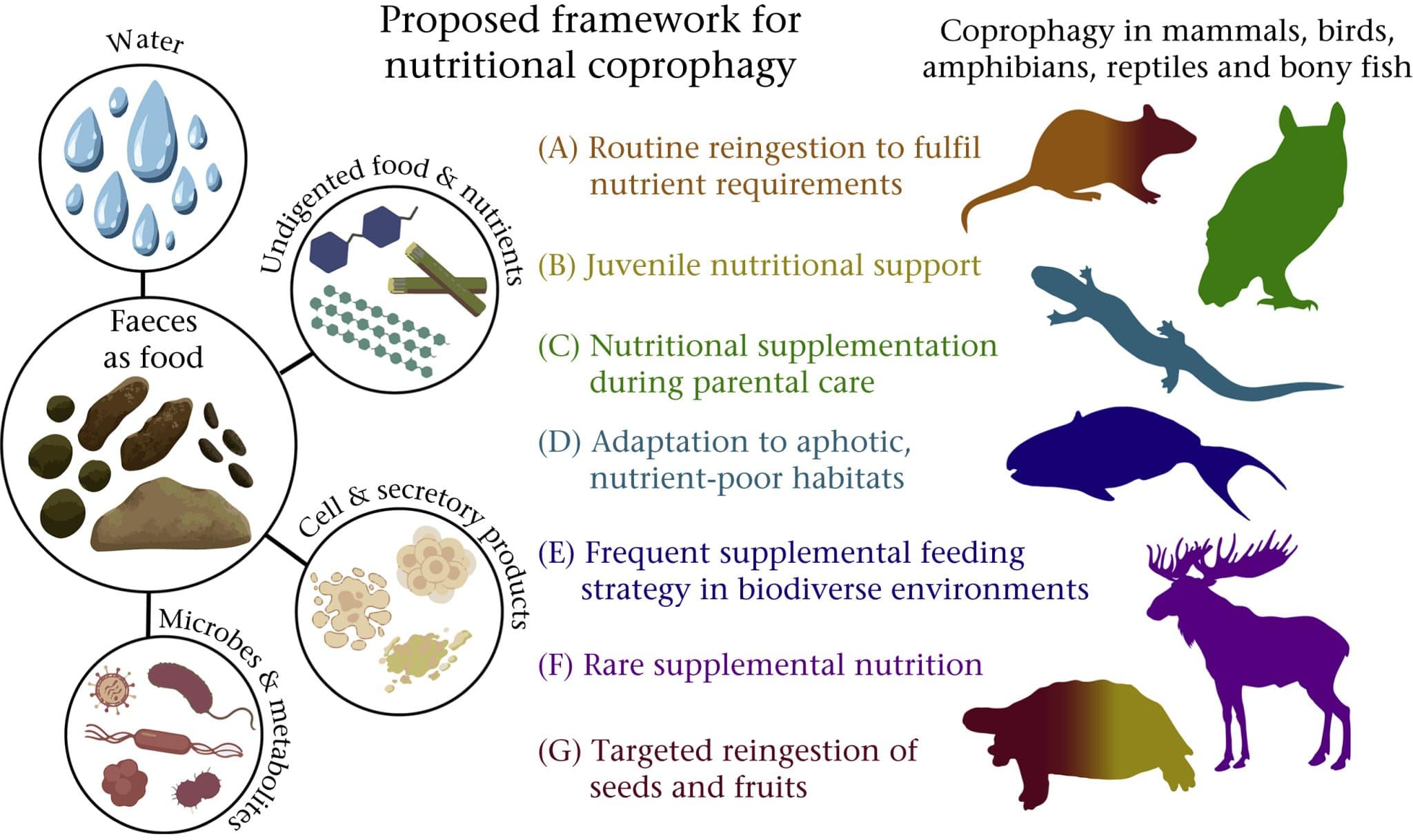 Схема, характеризующая копрофагию у позвоночных, включая компоненты фекалий, которые могут служить пищей, и семь различных категорий копрофагического поведения / © Animal Behaviour, Elaine J. Power et al.