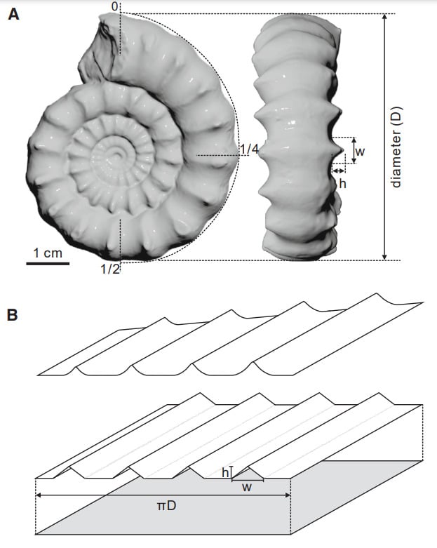 (A) Примеры индекса двухмерной орнаментации, сделанные на цифровом изображении аммонита Deroceras dudressieri. Измерены особенности от 1/4 до 1/2 внешних витков. Масштабные линейки составляют один сантиметр. (B) Схема измерения формулы индекса двухмерной орнаментации / © Current Biology, Luyi Miao et al.