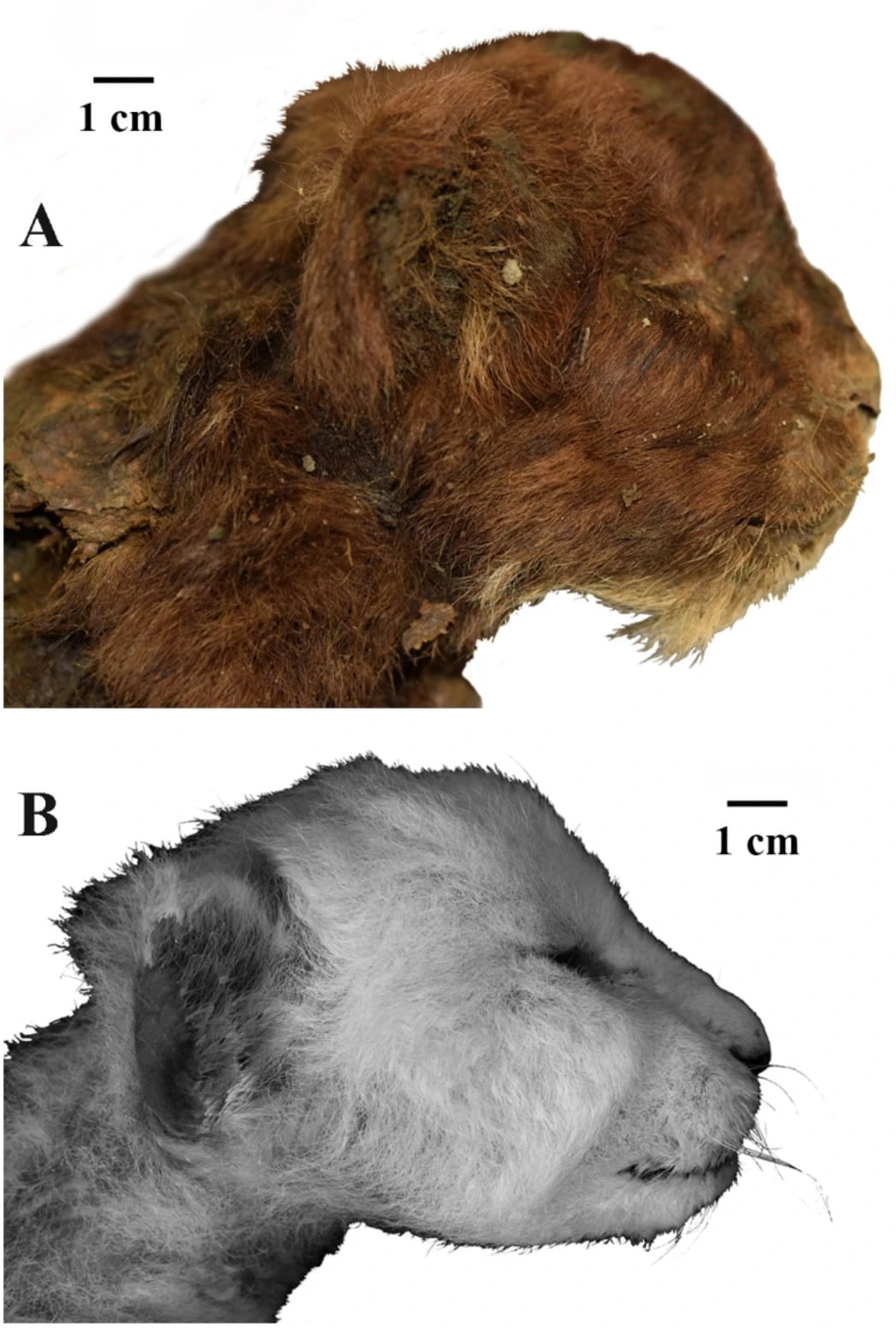 Внешний вид головы трехнедельных котят, вид справа сбоку: (A) Homotherium latidens (Owen, 1846), замороженная мумия, найденная в России, Республика Саха (Якутия), бассейн реки Индигиркаи, река Бадяриха; верхний плейстоцен; (B) Panthera leo (Linnaeus, 1758) / © Scientific Reports, A. V. Lopatin et al.