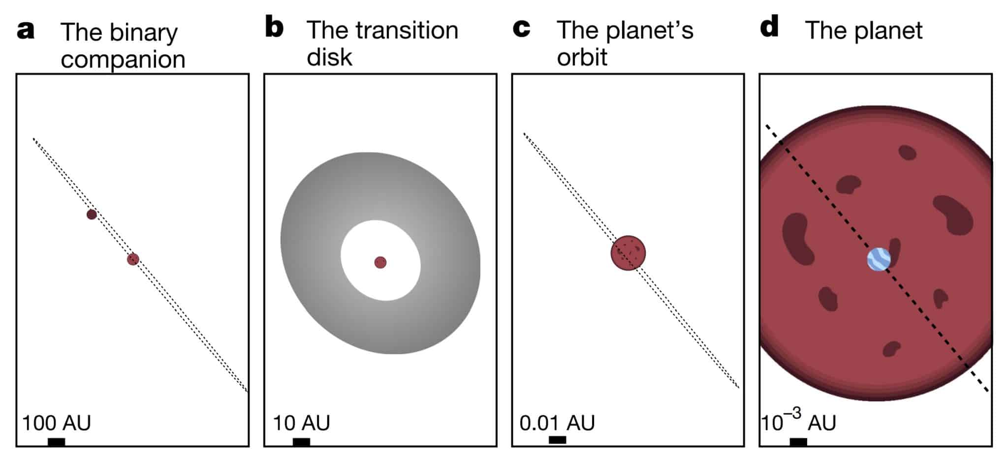 Иллюстрация звезды IRAS 04125+2902: (a) распололжение и орбита компаньона звезды, (b) протопланетный диск, (c) орбита экзопланеты, (d) экзопланета / © Madyson G. Barber et al. Nature (2024)