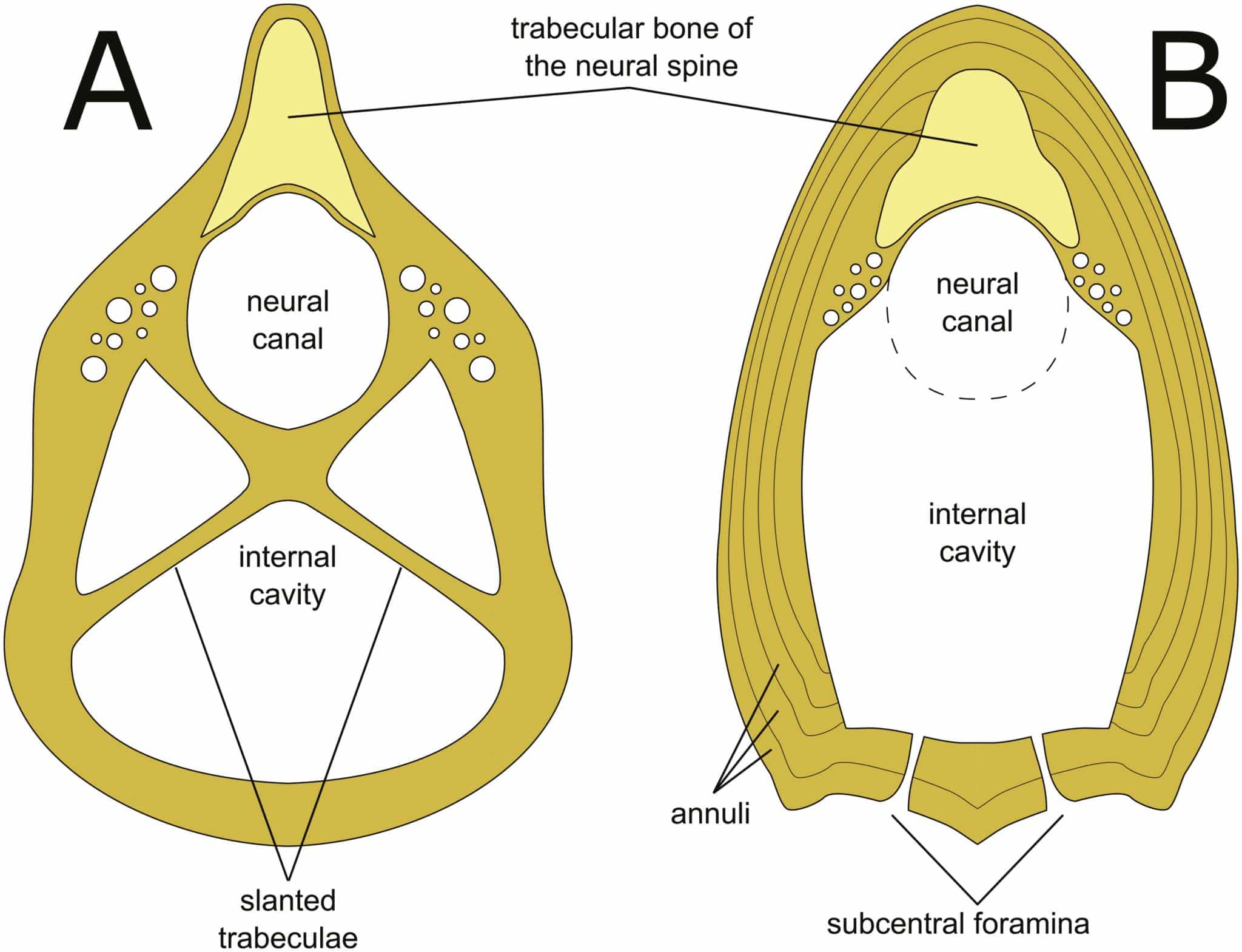 Интерпретационные рисунки внутренней анатомии шейного позвонка P. antiquus (A) и среднего шейного позвонка взрослой особи Tanystropheus spp. (B), показанные в поперечном сечении вблизи середины / © Zoological Journal of the Linnean Society, Adam Rytel et al.